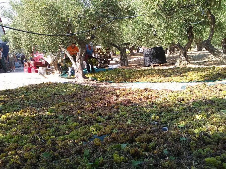 men spreading grapes on the ground for drying in the sun at 'Vakakis Winery outside
